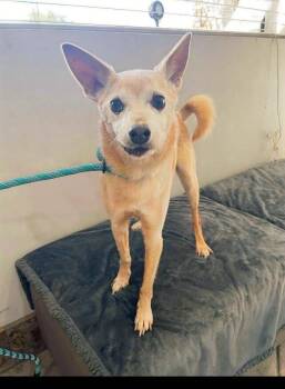 Rescue Terrier and Chihuahua Dogs for Adoption in Phoenix, Arizona - Rufus | PetCurious