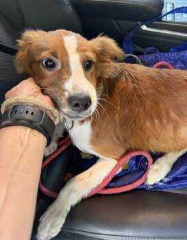 Pup Adam -  Spaniel Dog for Adoption in Washington, District Of Columbia - Pup Adam | PetCurious