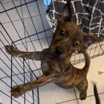 Oakley -  Terrier Dog for Adoption in Melrose, Florida - Oakley | PetCurious