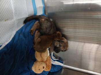 Cricket -  German Shepherd Dog Dog for Adoption in Elyria, Ohio - Cricket | PetCurious