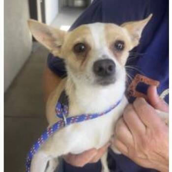 Carl Dean -  Chihuahua Dog for Adoption in Redmond, Washington - Carl Dean | PetCurious