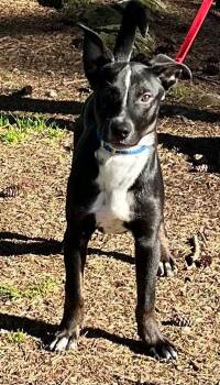 Siberian Husky and Pit Bull Terrier Dogs Available for Adoption in Vancouver, Washington - Isaac | PetCurious