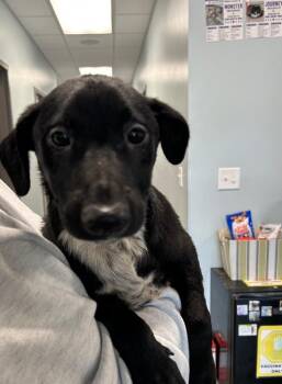 Hunter -  Labrador Retriever Dog for Adoption in Gautier, Mississippi - Hunter | PetCurious
