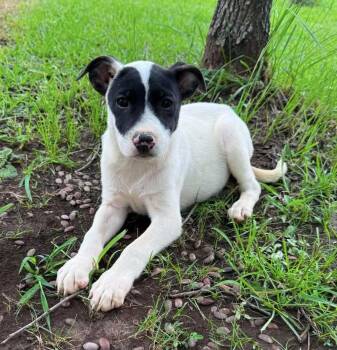 Sandy -  Australian Cattle Dog Blue Heeler and American Bully Dog for Adoption in Glocester, Rhode Island - Sandy | PetCurious
