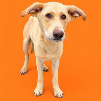 Nosferatu -  Shepherd and Mixed Breed Dog for Adoption in Concord, North Carolina - Nosferatu | PetCurious