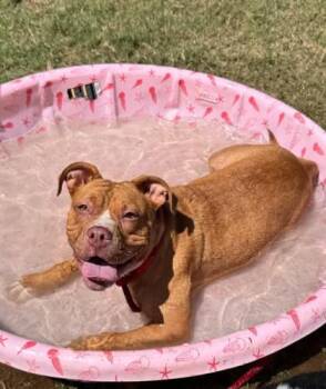 Chalice -  Pit Bull Terrier and Mixed Breed Dog for Adoption in Atlanta, Georgia - Chalice | PetCurious