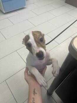 Chloe -  Mixed Breed Dog for Adoption in Largo, Florida - Chloe | PetCurious