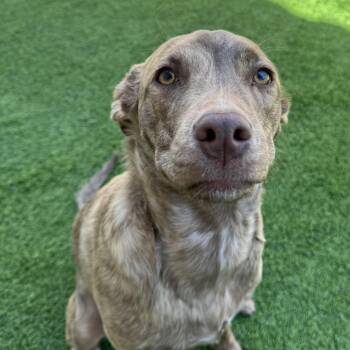 Pit Bull Terrier Dogs Available for Adoption in Las Vegas, Nevada - Zoloft | PetCurious