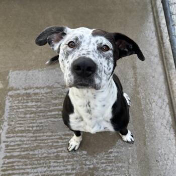 Domino -  Australian Cattle Dog Blue Heeler and Pit Bull Terrier Dog Available for Adoption in Fallon, Nevada - Domino | PetCurious