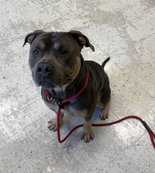 *Lumpy* -  Pit Bull Terrier Dog for Adoption in Salt Lake City, Utah - *Lumpy* | PetCurious