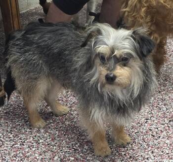 Yorkshire Terrier Dogs Available for Adoption in Wheelersburg, Ohio - Jasper | PetCurious
