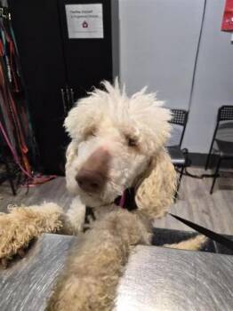 Mixed Breed Dogs Available for Adoption - Luna | PetCurious