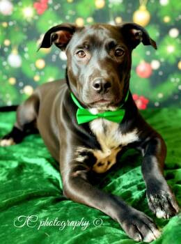 Rescue Black Labrador Retriever and American Bulldog Dogs for Adoption in Nahunta, Georgia - GARLAND | PetCurious