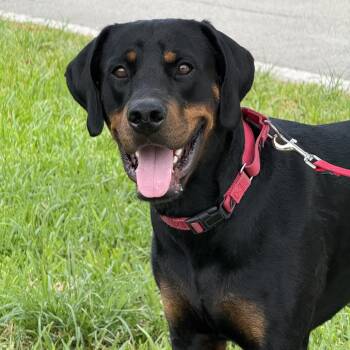 Popcorn -  Doberman Pinscher and Mixed Breed Dog for Adoption in Miami, Florida - Popcorn | PetCurious