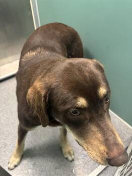 Labrador Retriever and Australian Shepherd Dogs Available for Adoption in Kalamazoo, Michigan - LILO | PetCurious