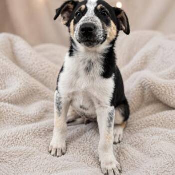 Ash -  Australian Shepherd and Husky Dog for Adoption in Lathrop, California - Ash | PetCurious