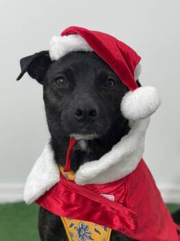 Black Labrador Retriever and Mixed Breed Dogs Available for Adoption - Maggie | PetCurious