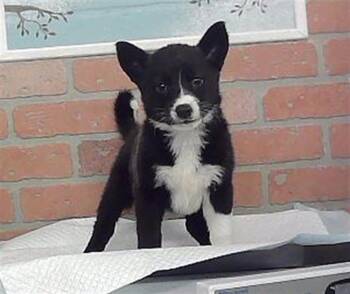 A2094055 -  Husky and Mixed Breed Dog for Adoption in Houston, Texas - A2094055 | PetCurious