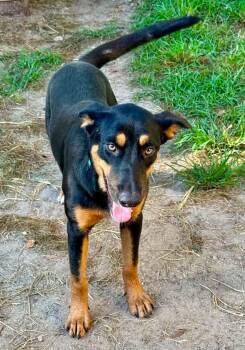 Willow -  Australian Kelpie Dog for Adoption in Greeneville, Tennessee - Willow | PetCurious