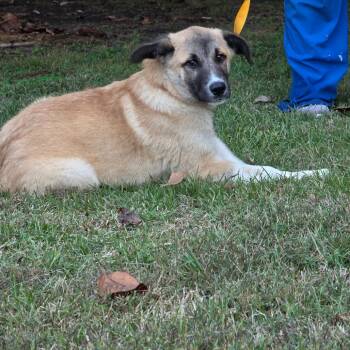 Rescue Great Pyrenees Dogs for Adoption in Clanton, Alabama - Sagittarius | PetCurious
