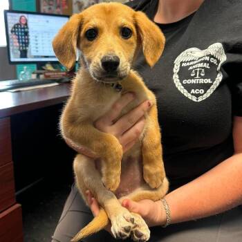 Coconut -  German Shepherd Dog and Yellow Labrador Retriever Dog for Adoption in Shinnston, West Virginia - Coconut | PetCurious