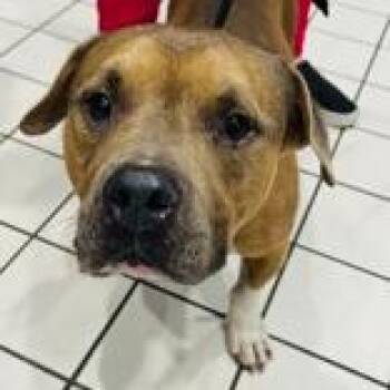 Baby -  Terrier Dog for Adoption in Tampa, Florida - Baby | PetCurious