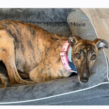 Greyhound Dogs Available for Adoption in Venice, Florida - Mocktail (Moxie) | PetCurious
