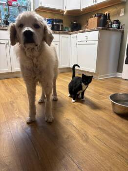 Grim -  Great Pyrenees Dog for Adoption in Germantown, Ohio - Grim | PetCurious