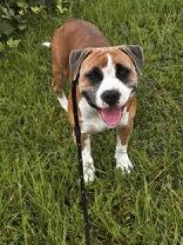 Rescue Pit Bull Terrier Dogs for Adoption in Blue Ridge, Georgia - Schwinn | PetCurious