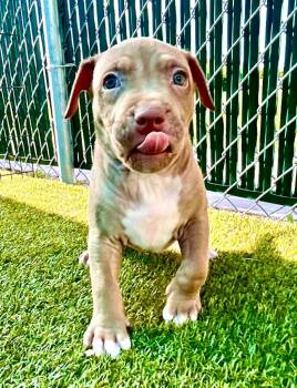 Trace -  American Bulldog and Mixed Breed Dog for Adoption in Cape Coral, Florida - Trace | PetCurious