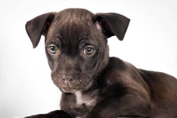 CAM -  Chihuahua and Pit Bull Terrier Dog for Adoption in Loveland, Colorado - CAM | PetCurious