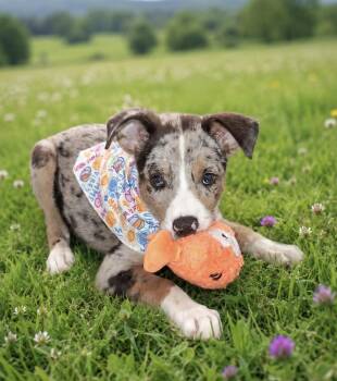 Dutchess -  Australian Shepherd Dog for Adoption in Memphis, Tennessee - Dutchess | PetCurious