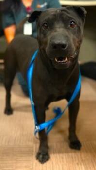 Rescue Shar Pei and Mixed Breed Dogs for Adoption in Apple Valley, California - Donette | PetCurious