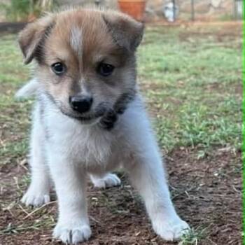 Shepherd and Mixed Breed Dogs Available for Adoption in Alma, Wisconsin - Isla | PetCurious