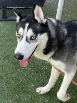 Rescue Siberian Husky Dogs for Adoption in Woodland, California - *BALTO | PetCurious