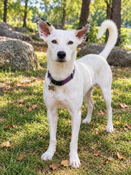 GHOST GIRL -  Australian Shepherd and Australian Cattle Dog Blue Heeler Dog for Adoption in Franklin, Tennessee - GHOST GIRL | PetCurious