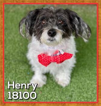 HENRY -  Shih Tzu Dog for Adoption in Marietta, Georgia - HENRY | PetCurious