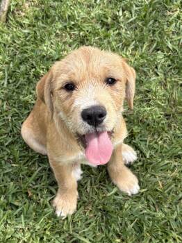 Border Terrier Dogs Available for Adoption in Alexandria, Louisiana - OATMEAL | PetCurious