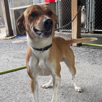 Shepherd and Mixed Breed Dogs Available for Adoption in Jacksonville, Arkansas - Oswald | PetCurious