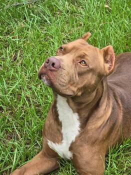 Rescue American Staffordshire Terrier Dogs for Adoption in Palm City, Florida - Lucas | PetCurious