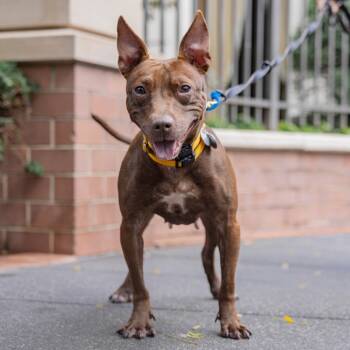 Rescue Mixed Breed Dogs for Adoption - Tamarindo | PetCurious