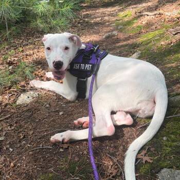 Princess -  Dogo Argentino Dog for Adoption in Bedford, New Hampshire - Princess | PetCurious