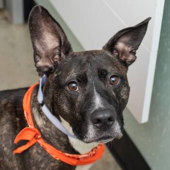 Tiger -  Mixed Breed Dog for Adoption in Middletown, Rhode Island - Tiger | PetCurious