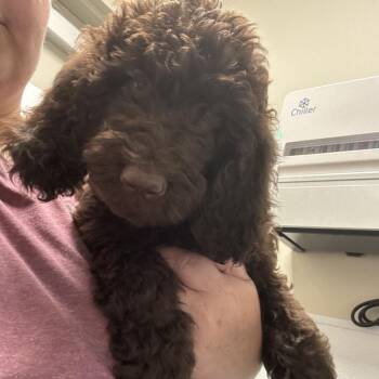 Hershey -  Poodle and Mixed Breed Dog for Adoption in Tulsa, Oklahoma - Hershey | PetCurious