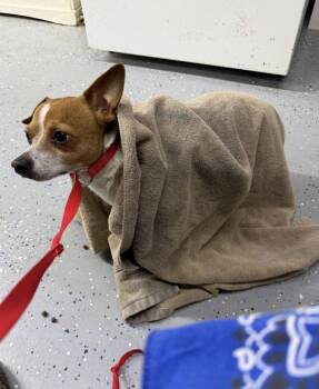 Rat Terrier Dogs Available for Adoption in Columbia, Tennessee - Marty DD | PetCurious