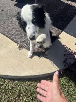 Rescue Border Collie Dogs for Adoption in Lucas, Texas - Burke #1214 | PetCurious