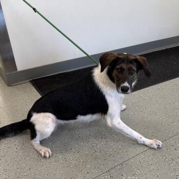 Ariel -  Border Collie and Mixed Breed Dog for Adoption in Galax, Virginia - Ariel | PetCurious