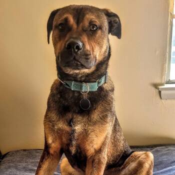 Russo -  Shepherd and Mixed Breed Dog for Adoption in Lenexa, Kansas - Russo | PetCurious
