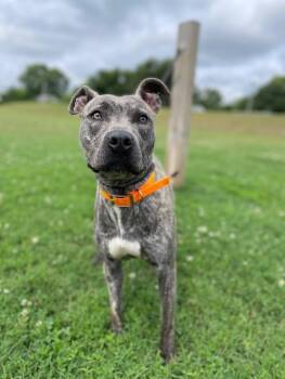 Saki-Stella -  Pit Bull Terrier Dog for Adoption in Maryville, Tennessee - Saki-Stella | PetCurious