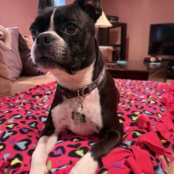 Mack -  Boston Terrier Dog for Adoption in New York, New York - Mack | PetCurious